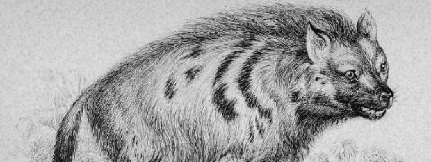 DeAzara, Striped Hyena (detail) ca. 1839